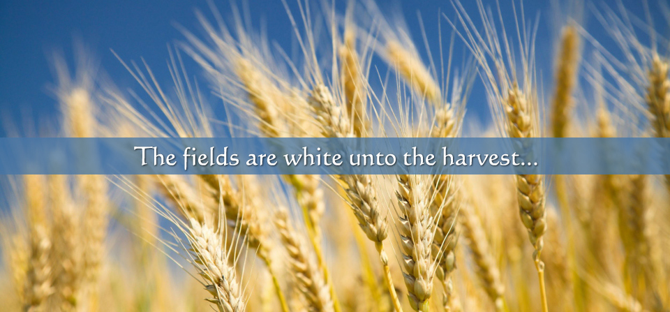 fields white for harvest meaning